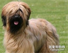 <b>伯瑞犬有什么缺点 不容易与别的犬相处</b>