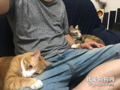 <b>网友表示家里的两只猫非常黏人，每天都得这样黏着，好无奈！</b>