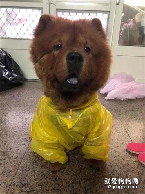 <b>主人买了件儿童雨衣给松狮穿上，它却满脸问号：为什么大家在看我！</b>