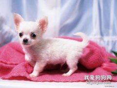 <b>犬窝咳的诊断要点和治疗方法</b>