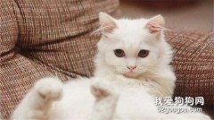 波斯猫起源于哪个国家 波斯猫的性格特点