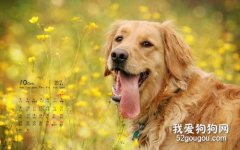 金毛是哪个国家的 金毛的性格特点
