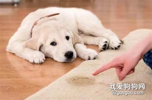 教导狗狗定点大小便总失败？常见的7个原因。