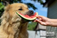 <b>狗狗天热时可以吃西瓜和冰棍吗？</b>