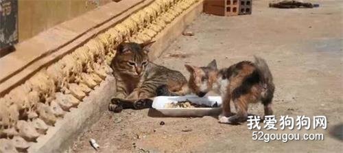 <b>流浪小猫无力地蹲在街上，对面的猫妈妈只能看着它挨饿</b>