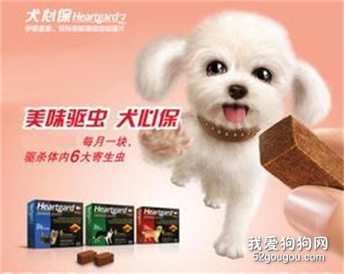 犬心保和拜宠清的区别 选择哪个更安全有效?