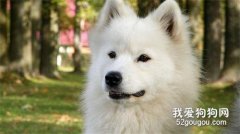 <b>秋田犬性格和缺点 秋田犬的饲养要点</b>