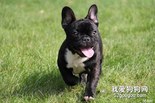 法斗鼻子干是什么原因 是犬瘟吗?