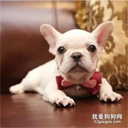 法斗晚上叫的解决方法