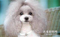 <b>贵宾犬优缺点 想好了再决定要不要养贵宾犬</b>