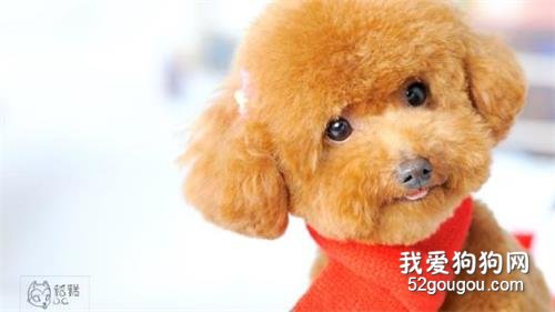 贵宾犬优缺点 想好了再决定要不要养贵宾犬