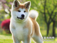 秋田犬认主人需要多久 成犬和幼犬不同哦！