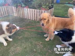 <b>汪星人：现在大家都是一条船上的蚂蚱了！</b>