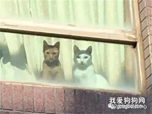 <b>只是出门买东西，却被猫主子“死亡凝视”：竟敢丢下我们！</b>