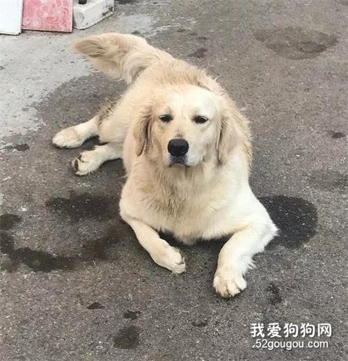 <b>铲屎官出去玩了几天回家时，狗砸竟用这么个眼神欢迎他...</b>
