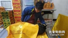 <b>流浪狗到死都没人领养，男子为它办领养手续：不想它走得孤独！</b>