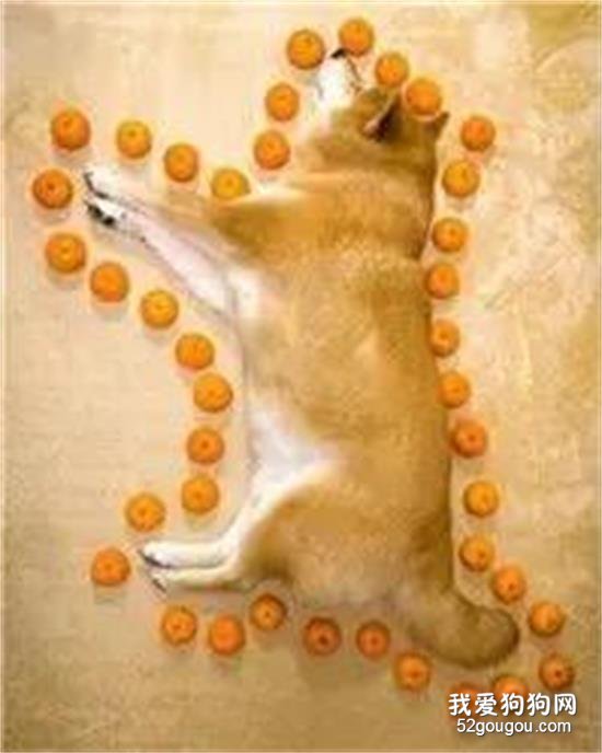 <b>用橘子给狗子量身高？没想到这方法竟意外的好用</b>