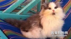 <b>网友家的猫，小时候好可爱，越长大“发际线”越往后移，笑屎！</b>