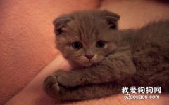 折耳猫性格特点 好养吗？