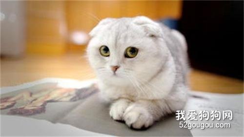 折耳猫性格特点 好养吗？