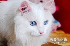 波斯猫的特点 猫中王子，你不爱它吗?