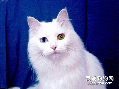 波斯猫眼睛为什么颜色不一样?