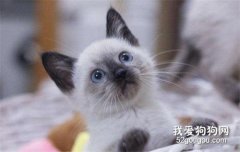 <b>最适合老年人养的猫 这几种猫咪很适合陪伴！</b>