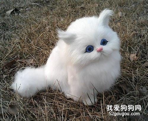 最适合老年人养的猫 这几种猫咪很适合陪伴!