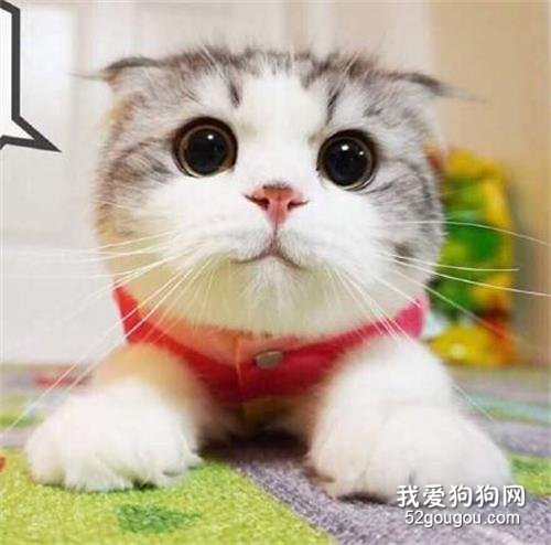 最适合老年人养的猫 这几种猫咪很适合陪伴!