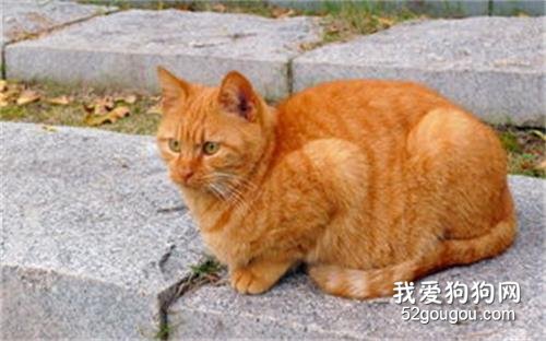最适合老年人养的猫 这几种猫咪很适合陪伴!