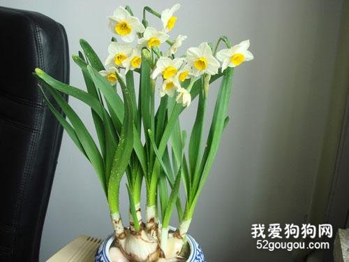哪些花对猫有毒 想养猫一定要清掉这些花!