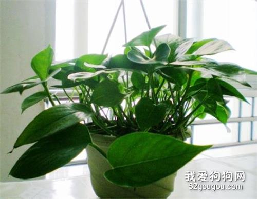 哪些花对猫有毒 想养猫一定要清掉这些花!