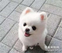 <b>博美犬爱叫怎么训练 看完你就知道了！</b>