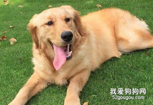 金毛聪明吗 金毛的智商相当于几岁的小孩?