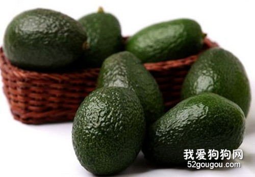非常容易掉毛吗,比熊吃啥对毛好?