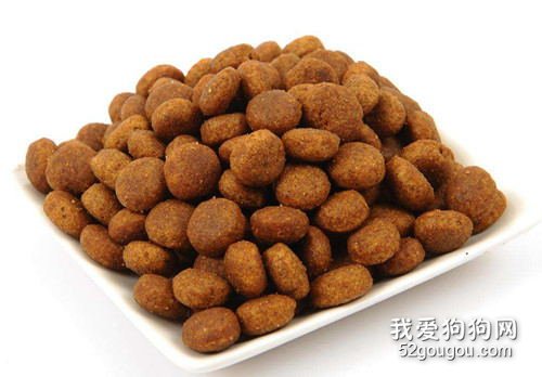 非常容易掉毛吗,比熊吃啥对毛好?