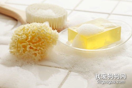 非常容易掉毛吗,比熊吃啥对毛好?