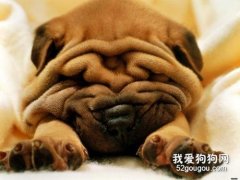 <b>如何正确的给沙皮狗洗澡？</b>