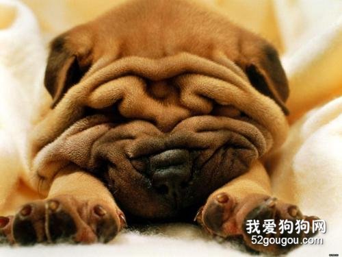 如何正确的给沙皮狗洗澡?