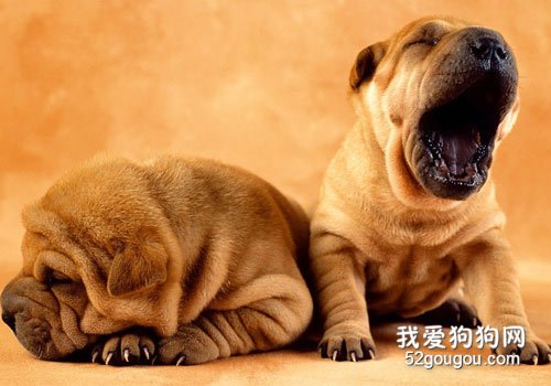 如何正确的给沙皮狗洗澡?