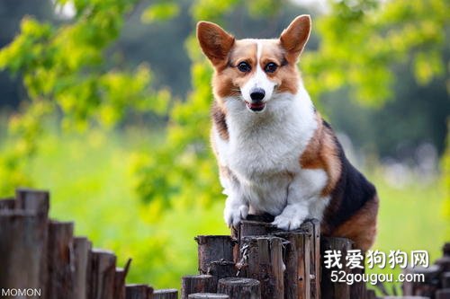 两月的柯基掉毛过多,柯基掉毛四处全是怎么办?