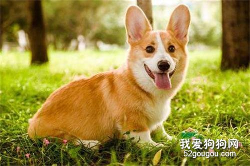 两月的柯基掉毛过多,柯基掉毛四处全是怎么办?