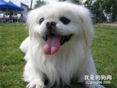 <b>长毛犬的美容修剪要点</b>
