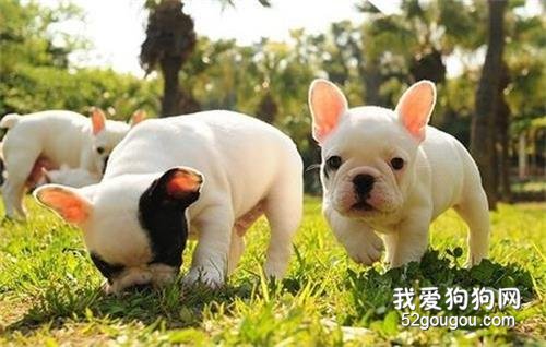 这6种优异的“优选伴侣犬”,你最要想养哪一种?