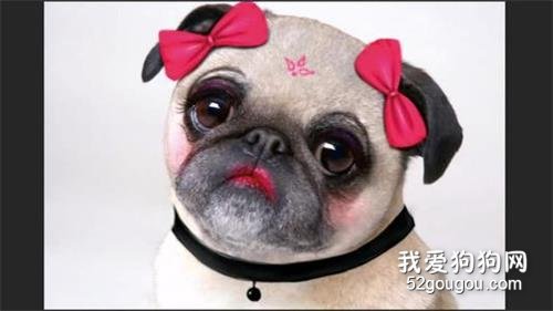 这6种优异的“优选伴侣犬”,你最要想养哪一种?