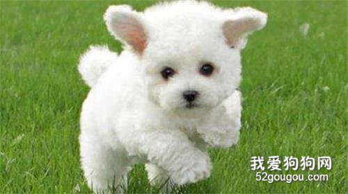 这6种优异的“优选伴侣犬”,你最要想养哪一种?