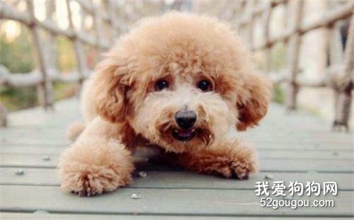 这6种优异的“优选伴侣犬”,你最要想养哪一种?