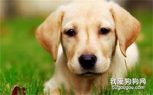 这6种优异的“优选伴侣犬”,你最要想养哪一种?