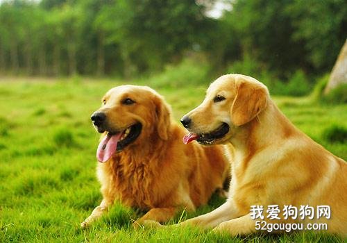 这6种优异的“优选伴侣犬”,你最要想养哪一种?