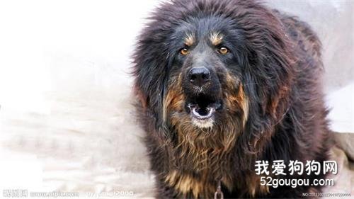 哪些狗狗属于超大型犬?巨型犬的价格